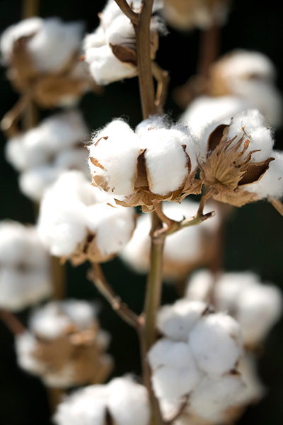 Cotton
