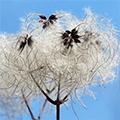 Nonwoven Cotton