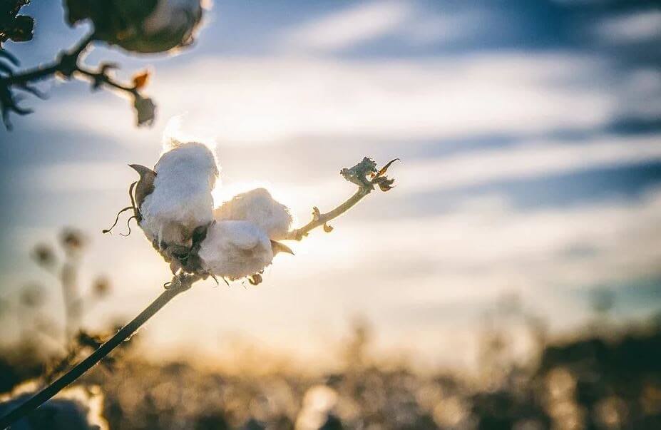 A Single cotton plant overlooking a sunset