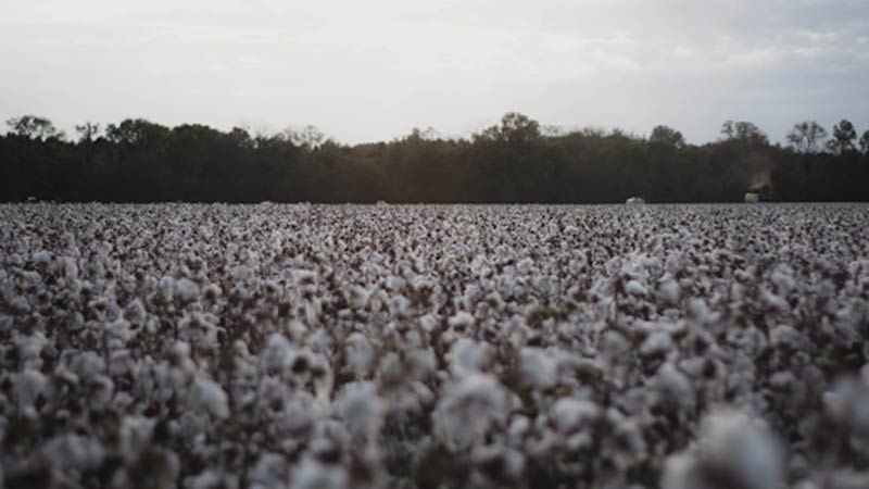 Field of cotton at dusk