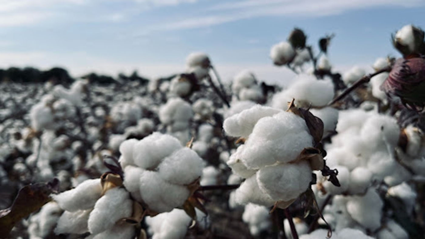 Nonwovens Cotton