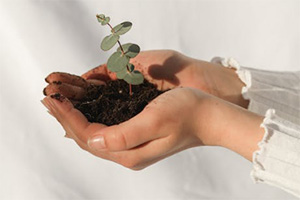 Person holding dirt with plant in dirt