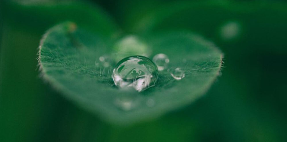 Dewdrop on leaf